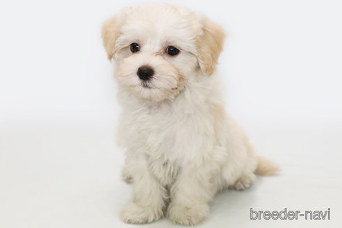 成約済の神奈川県のマルプー:マルチーズ×トイプードル-303401